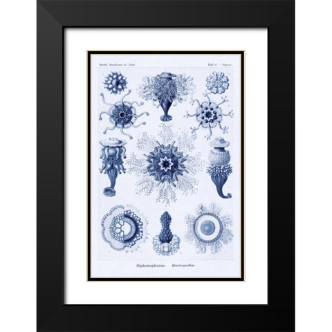 Haeckel Nature Illustrations: Siphoneae Hydrozoa - Dark Blue Tint Black Modern Wood Framed Art Print with Double Matting by Haeckel, Ernst