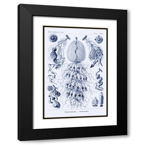 Haeckel Nature Illustrations: Siphoneae Hydrozoa - Dark Blue Tint Black Modern Wood Framed Art Print with Double Matting by Haeckel, Ernst