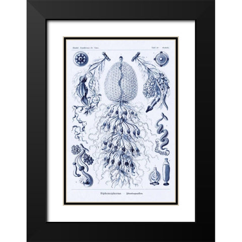 Haeckel Nature Illustrations: Siphoneae Hydrozoa - Dark Blue Tint Black Modern Wood Framed Art Print with Double Matting by Haeckel, Ernst