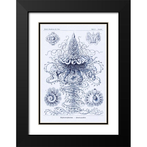 Haeckel Nature Illustrations: Tubularida - Tubularians - Dark Blue Tint Black Modern Wood Framed Art Print with Double Matting by Haeckel, Ernst