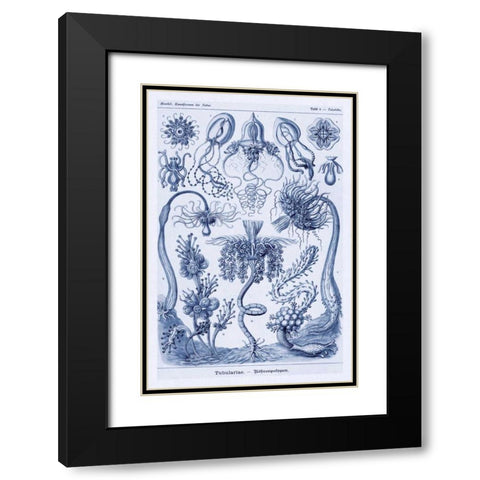 Haeckel Nature Illustrations: Cephlopods - Dark Blue Tint Black Modern Wood Framed Art Print with Double Matting by Haeckel, Ernst