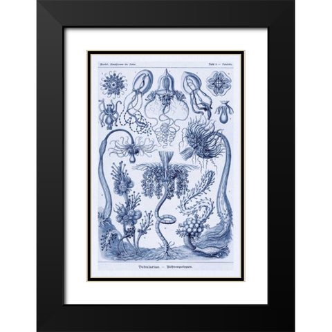 Haeckel Nature Illustrations: Cephlopods - Dark Blue Tint Black Modern Wood Framed Art Print with Double Matting by Haeckel, Ernst