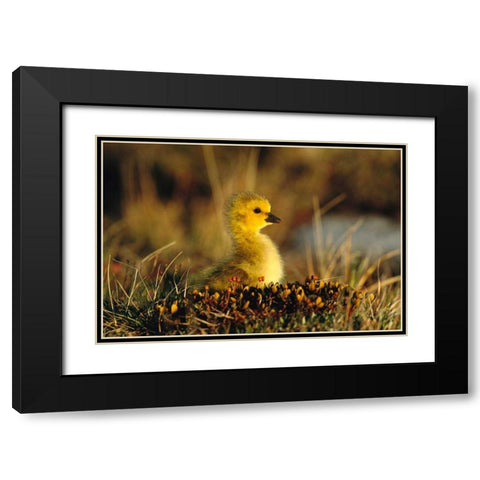 Canada Goose gosling, Churchill, Manitoba, Canada Black Modern Wood Framed Art Print with Double Matting by Vezo, Tom
