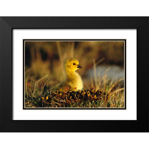 Canada Goose gosling, Churchill, Manitoba, Canada Black Modern Wood Framed Art Print with Double Matting by Vezo, Tom