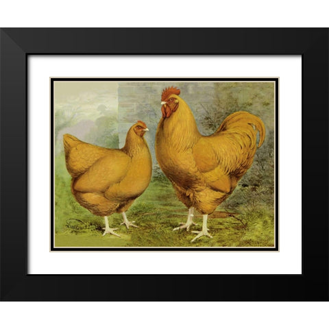 Chickens: Buff Orpingtons Black Modern Wood Framed Art Print with Double Matting by Wright, Lewis