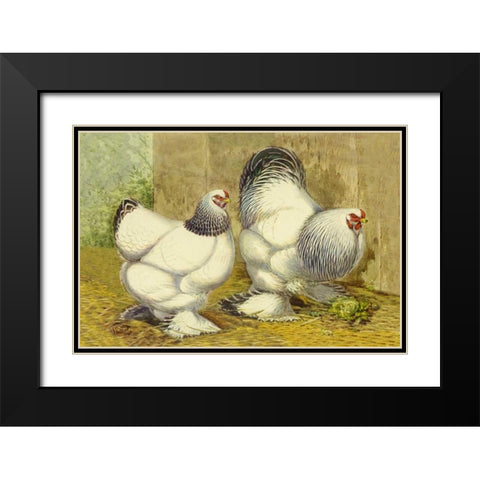 Chickens: Light Brahmas Black Modern Wood Framed Art Print with Double Matting by Wright, Lewis