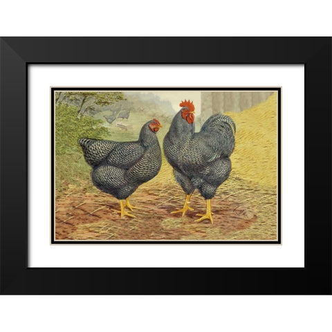 Chickens: Plymouth Rocks Black Modern Wood Framed Art Print with Double Matting by Wright, Lewis