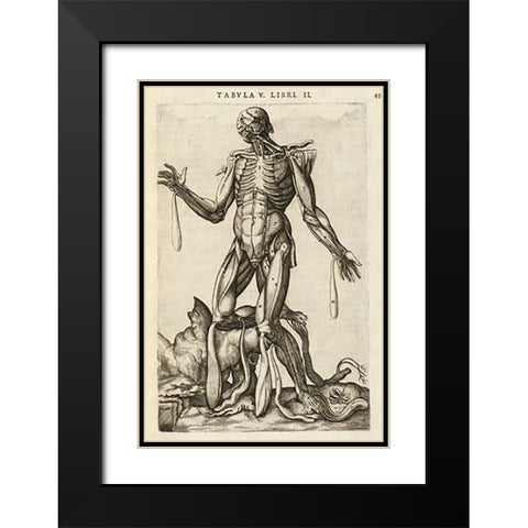 Male figure with muscles and skeleton Black Modern Wood Framed Art Print with Double Matting by Versalius, Andreas