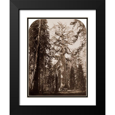 Grizzly Giant - 33 ft. diam. -  Mariposa Grove, Yosemite, California, 1861 Black Modern Wood Framed Art Print with Double Matting by Watkins, Carleton