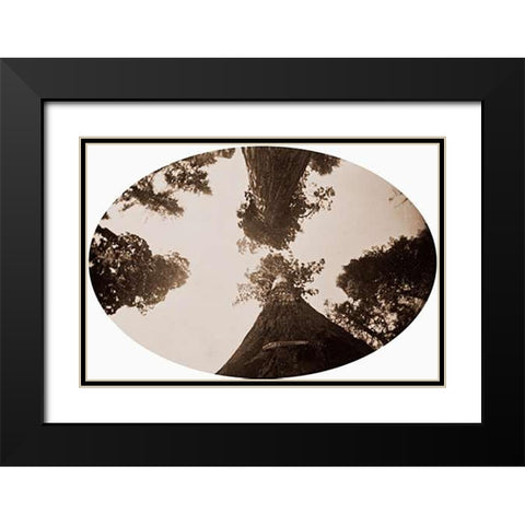 Among the Treetops, Calaveras Grove, California, 1878 Black Modern Wood Framed Art Print with Double Matting by Watkins, Carleton