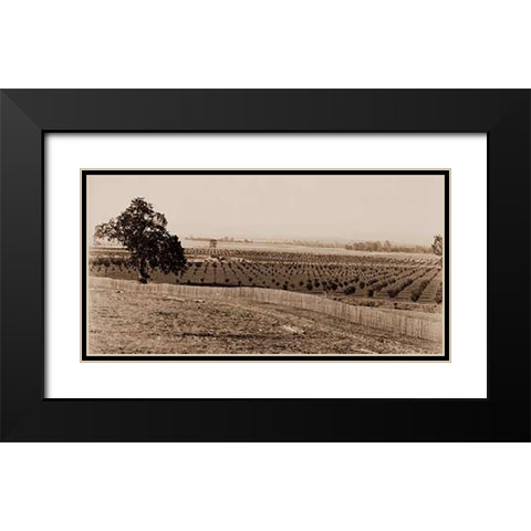 Young Orchard, Palermo, Butte County, California, 1888-1891 Black Modern Wood Framed Art Print with Double Matting by Watkins, Carleton