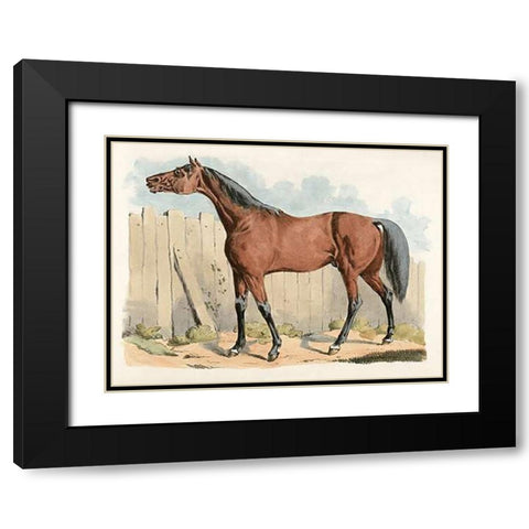 Dark-Brown Horse, 1817 Black Modern Wood Framed Art Print with Double Matting by Alken, Henry Thomas