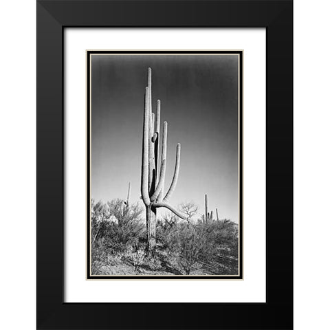 Full view of cactus and surrounding shrubs, In Saguaro National Monument, Arizona, ca. 1941-1942 Black Modern Wood Framed Art Print with Double Matting by Adams, Ansel