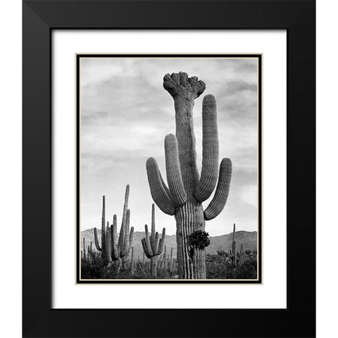 Full view of cactus with others surrounding, Saguaros, Saguaro National Monument, Arizona, ca. 1941- Black Modern Wood Framed Art Print with Double Matting by Adams, Ansel