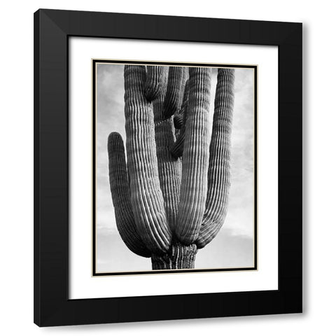 Detail of cactus Saguaros, Saguro National Monument, Arizona, ca. 1941-1942 Black Modern Wood Framed Art Print with Double Matting by Adams, Ansel