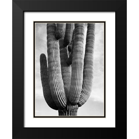 Detail of cactus Saguaros, Saguro National Monument, Arizona, ca. 1941-1942 Black Modern Wood Framed Art Print with Double Matting by Adams, Ansel
