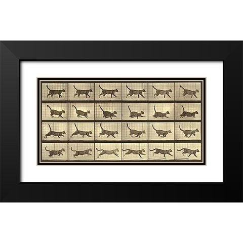 Motion Study: Running Cat Black Modern Wood Framed Art Print with Double Matting by Muybridge, Eadweard