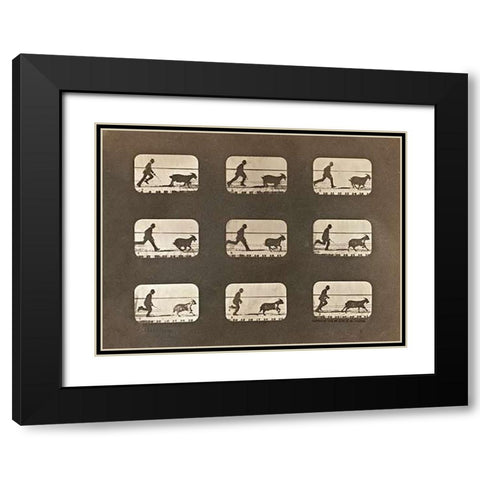 Motion Study: Man Chasing A Goat Black Modern Wood Framed Art Print with Double Matting by Muybridge, Eadweard
