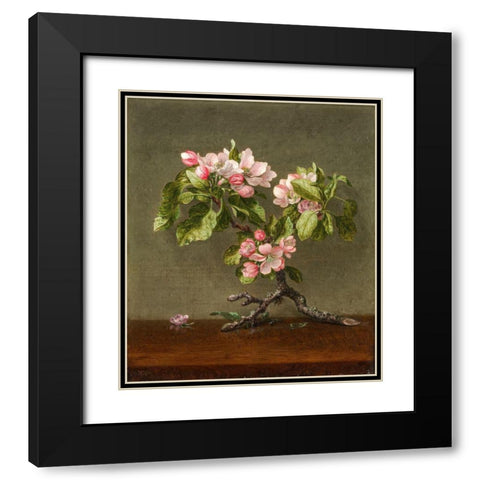 Apple Blossoms Black Modern Wood Framed Art Print with Double Matting by Heade, Martin Johnson