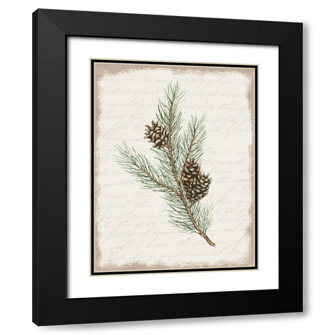Pine Cone Botanical II Black Modern Wood Framed Art Print with Double Matting by Jacobs, Cindy