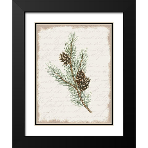 Pine Cone Botanical II Black Modern Wood Framed Art Print with Double Matting by Jacobs, Cindy