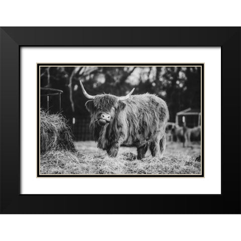 Hungry Cow I Black Modern Wood Framed Art Print with Double Matting by Diener, Dakota
