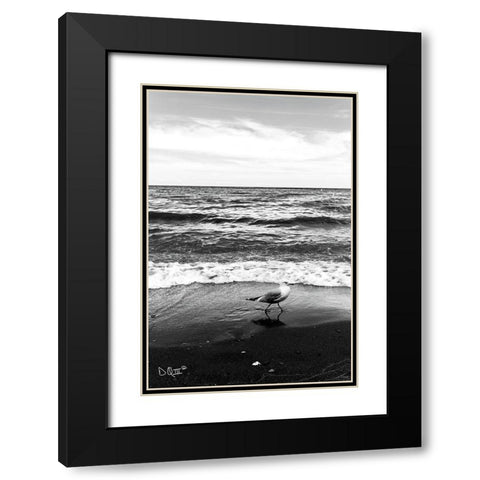 Seagull I    Black Modern Wood Framed Art Print with Double Matting by Quillen, Donnie