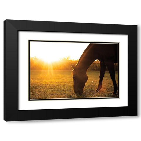 Sunset Grazing I Black Modern Wood Framed Art Print with Double Matting by Quillen, Donnie