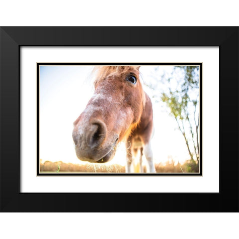 Hi Horse Black Modern Wood Framed Art Print with Double Matting by Quillen, Donnie