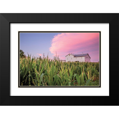 Corn Crop Black Modern Wood Framed Art Print with Double Matting by Quillen, Donnie