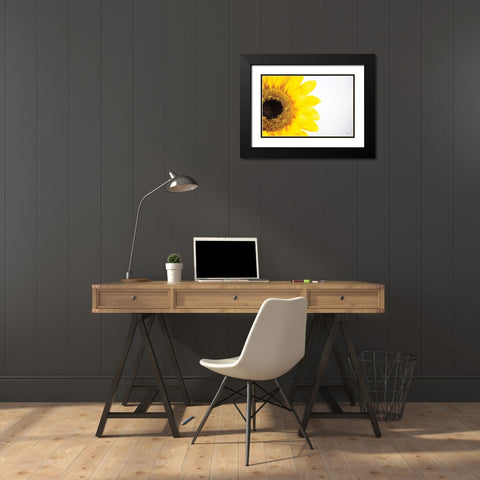 Sunflower Close-up Black Modern Wood Framed Art Print with Double Matting by Quillen, Donnie