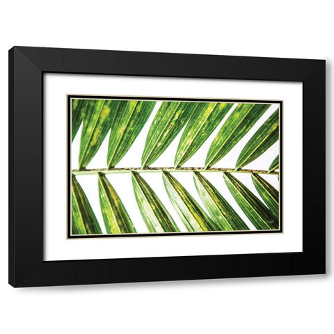Leaf Study I Black Modern Wood Framed Art Print with Double Matting by Quillen, Donnie
