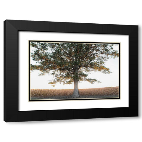 Cornfield at Sunset Black Modern Wood Framed Art Print with Double Matting by Quillen, Donnie