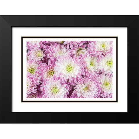 Pretty in Purple I Black Modern Wood Framed Art Print with Double Matting by Quillen, Donnie