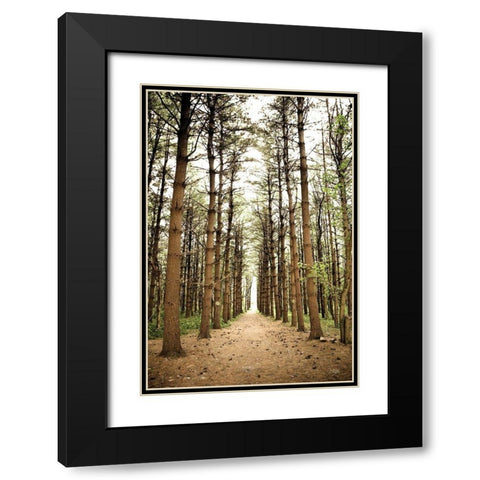 In the Pines I Black Modern Wood Framed Art Print with Double Matting by Quillen, Donnie