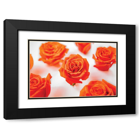 Tiger Orange Roses Black Modern Wood Framed Art Print with Double Matting by Quillen, Donnie