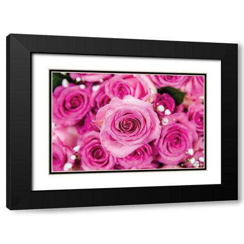 Fuchsia Roses Black Modern Wood Framed Art Print with Double Matting by Quillen, Donnie
