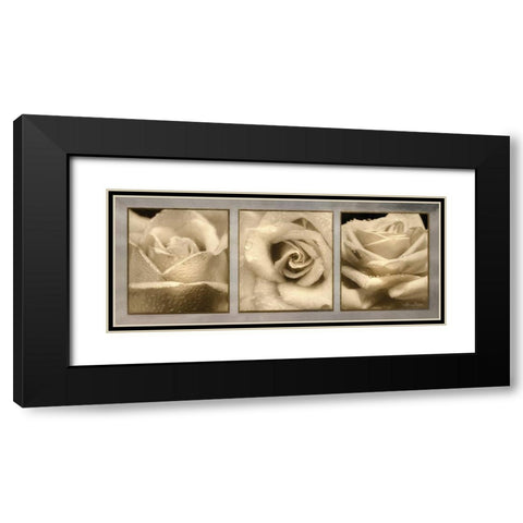 Rose Trio Black Modern Wood Framed Art Print with Double Matting by Deiter, Lori