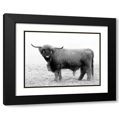 Scotty the Bull Black Modern Wood Framed Art Print with Double Matting by Deiter, Lori