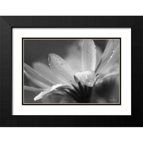 Daisy Black Modern Wood Framed Art Print with Double Matting by Deiter, Lori