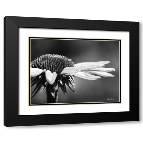 Coneflower Black Modern Wood Framed Art Print with Double Matting by Deiter, Lori