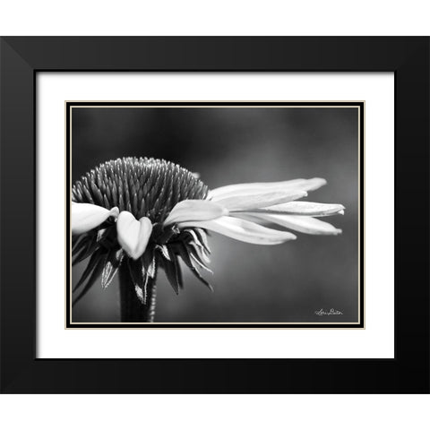 Coneflower Black Modern Wood Framed Art Print with Double Matting by Deiter, Lori