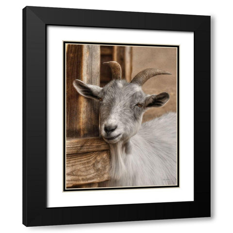 Gray Goat Black Modern Wood Framed Art Print with Double Matting by Deiter, Lori