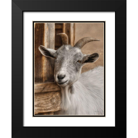 Gray Goat Black Modern Wood Framed Art Print with Double Matting by Deiter, Lori
