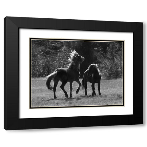 Black And White Assateague Horses Black Modern Wood Framed Art Print with Double Matting by Deiter, Lori