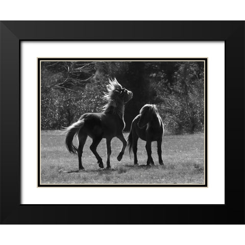 Black And White Assateague Horses Black Modern Wood Framed Art Print with Double Matting by Deiter, Lori