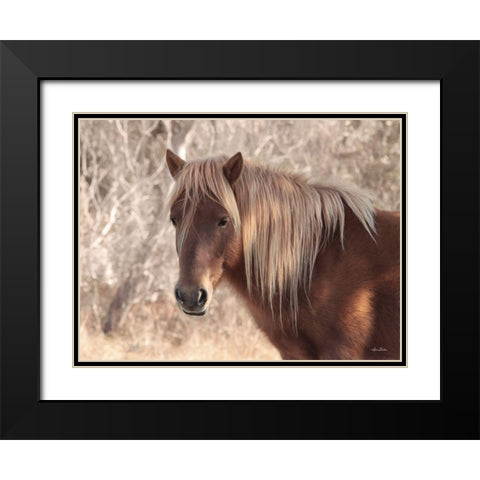 Assateague Horse   Black Modern Wood Framed Art Print with Double Matting by Deiter, Lori
