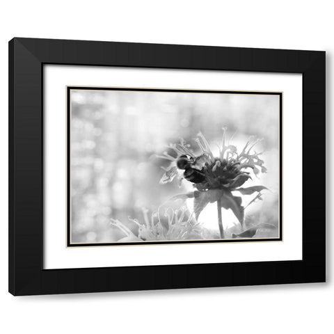 Wild Flowers II Black Modern Wood Framed Art Print with Double Matting by Deiter, Lori