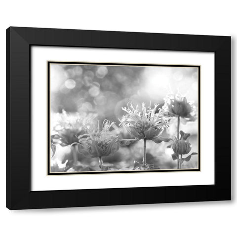 Wild Flowers IV Black Modern Wood Framed Art Print with Double Matting by Deiter, Lori