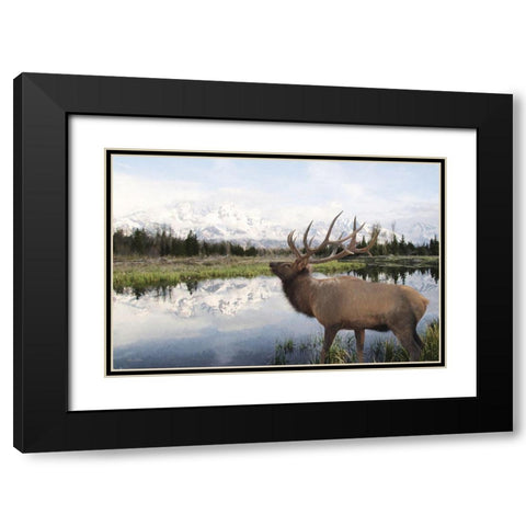 Bull Elk in Tetons Black Modern Wood Framed Art Print with Double Matting by Deiter, Lori